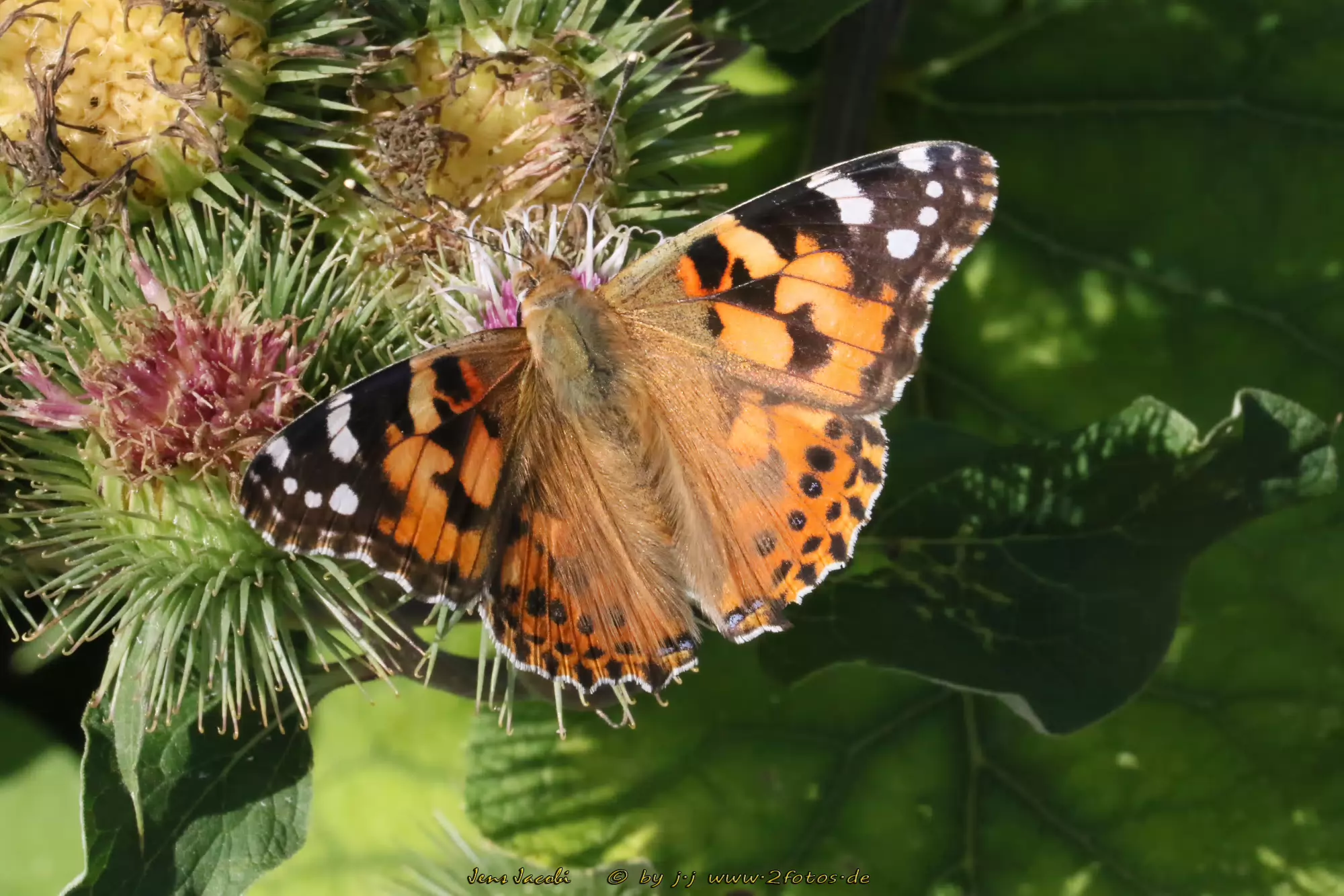 Distelfalter Vanessa cardui