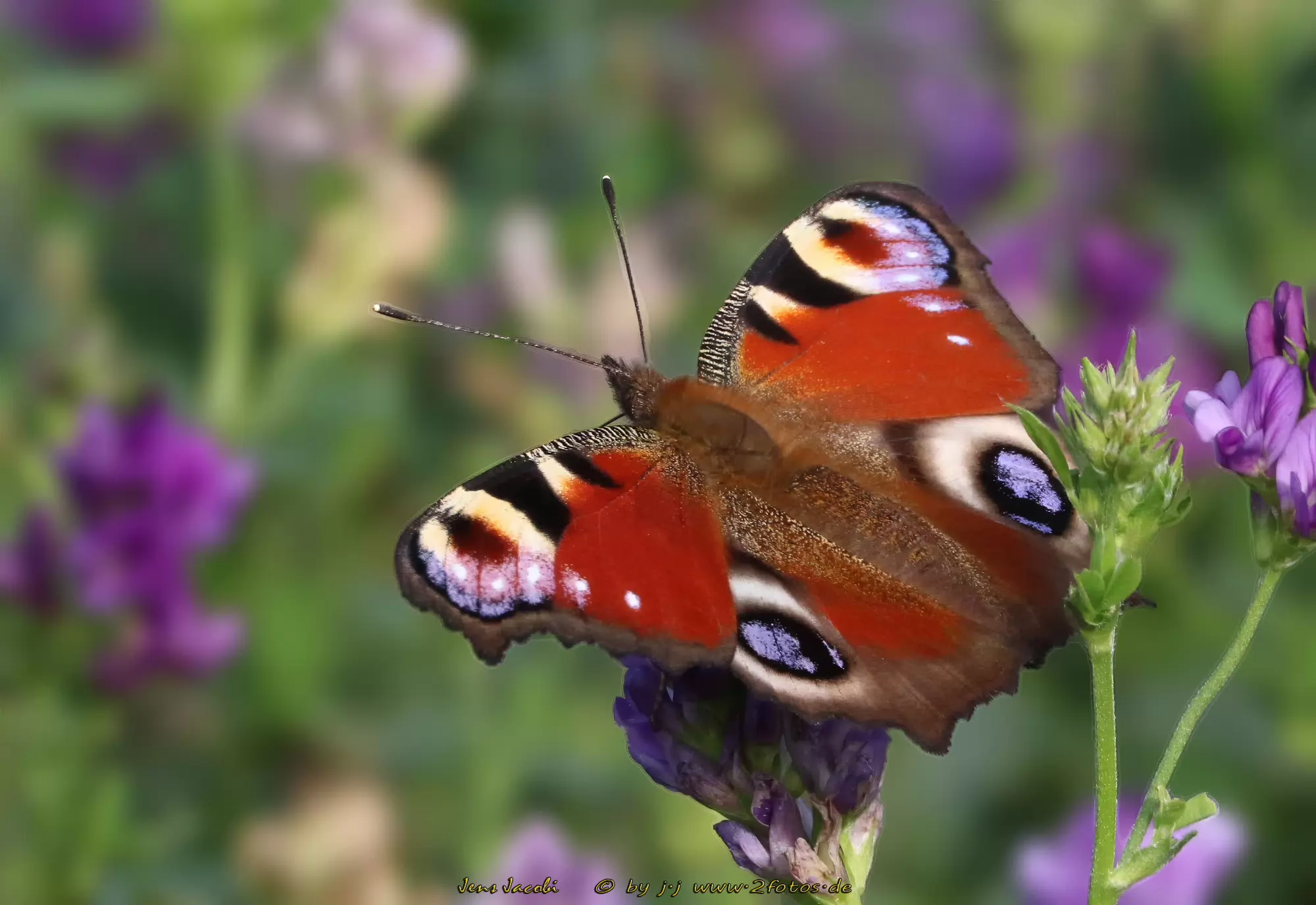 Tagpfauenauge Aglais io