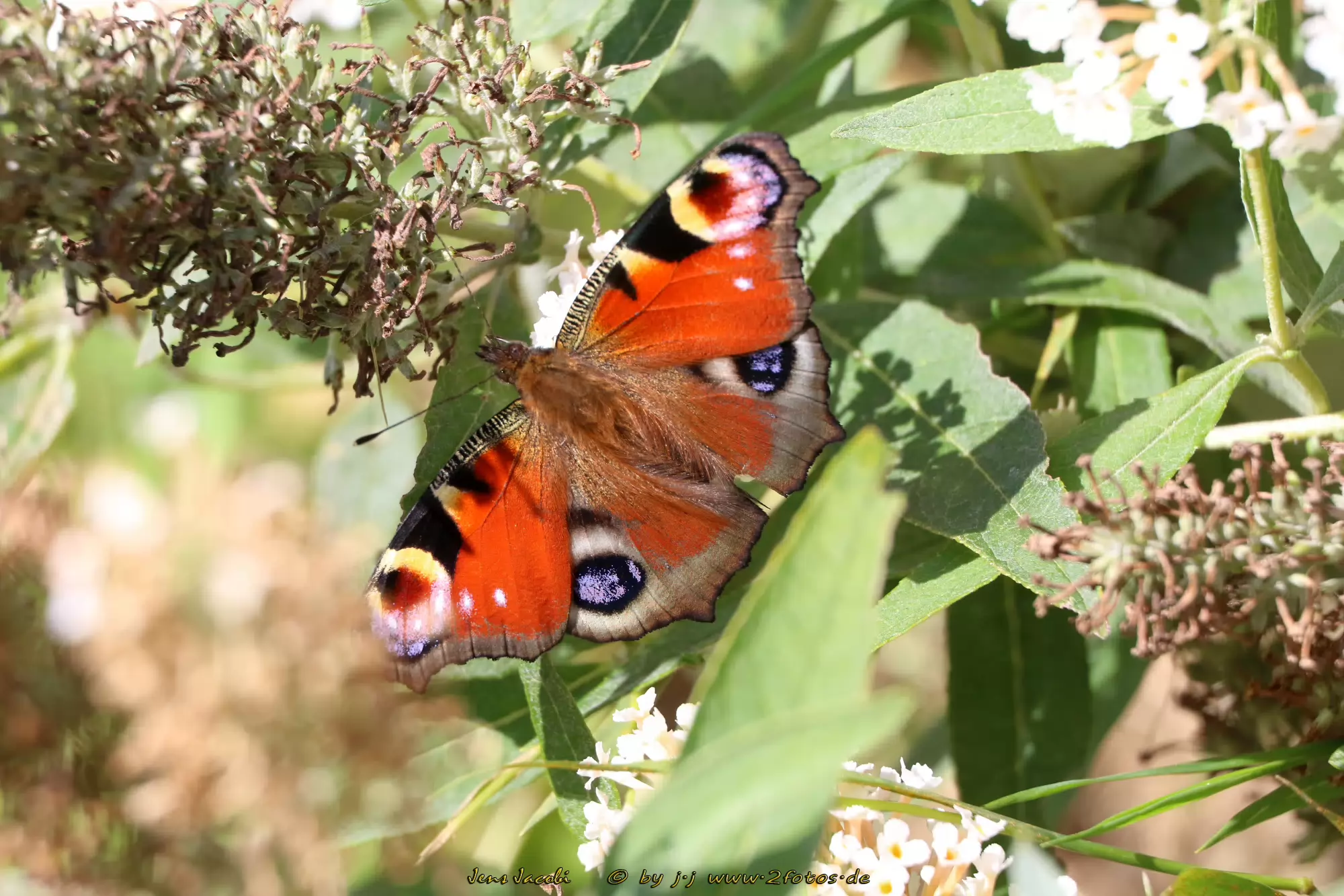 Tagpfauenauge Aglais io