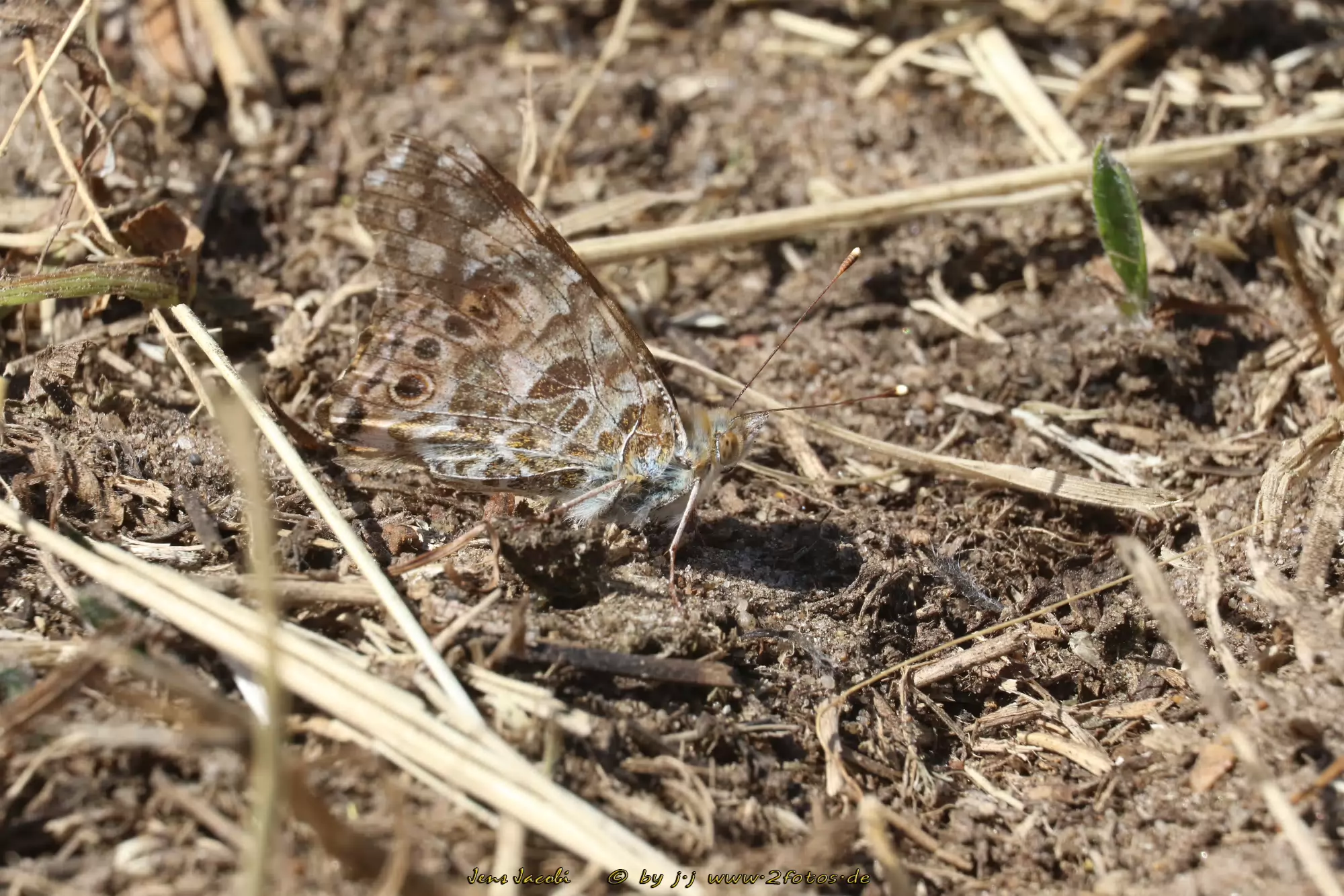 Diestelfalter Vanessa cardui