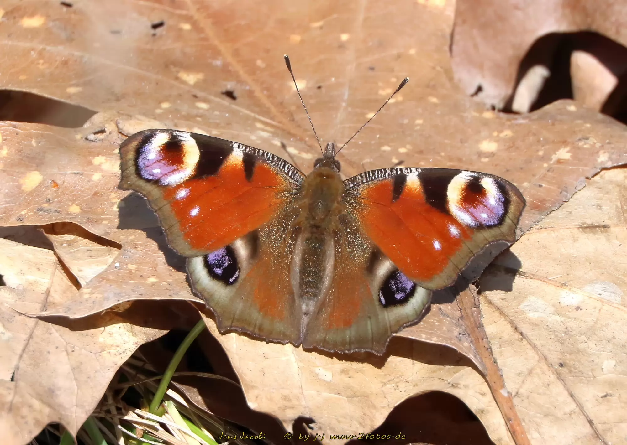 Tagpfauenauge Aglais io