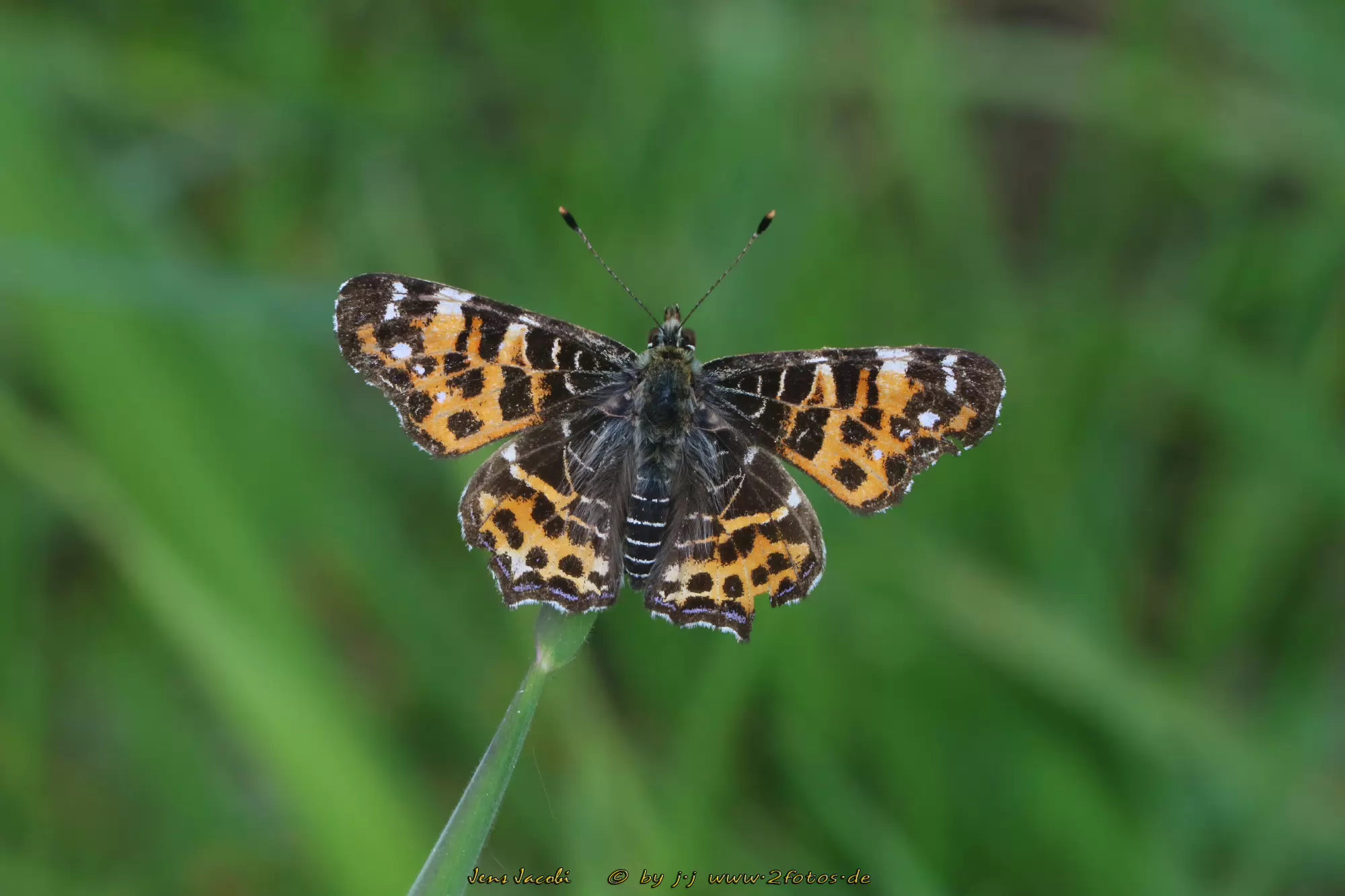 Landkärtchen Araschnia levana