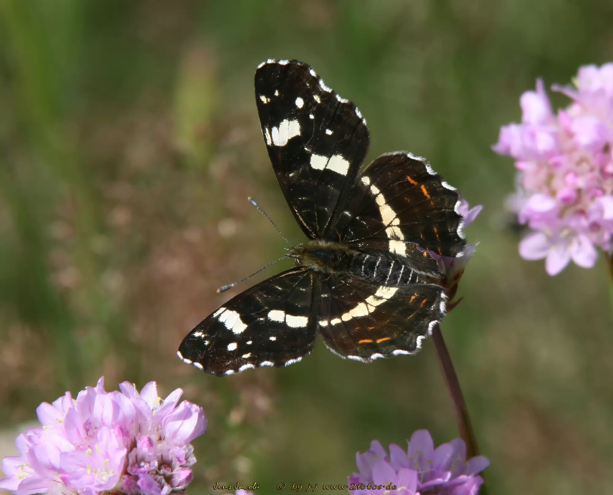 Landkärtchen - Sommerform Araschnia levana