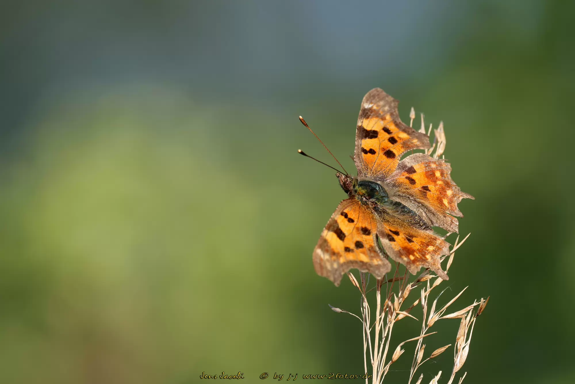 C-Falter Polygonia c-album