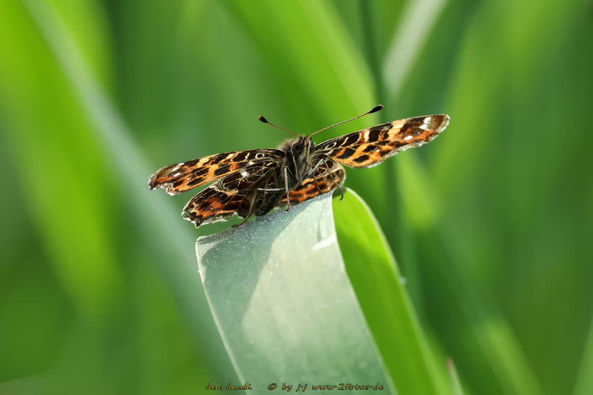 Landkärtchen Araschnia levana