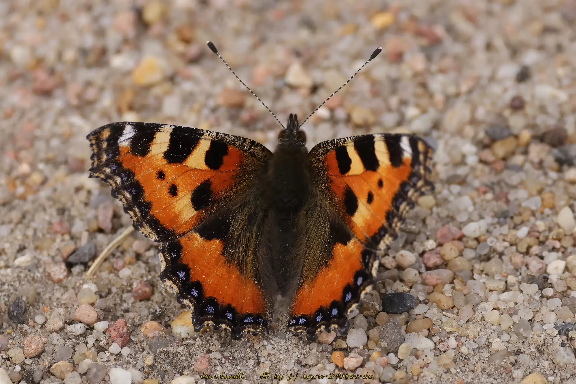 Kleiner Fuchs Aglais urticae