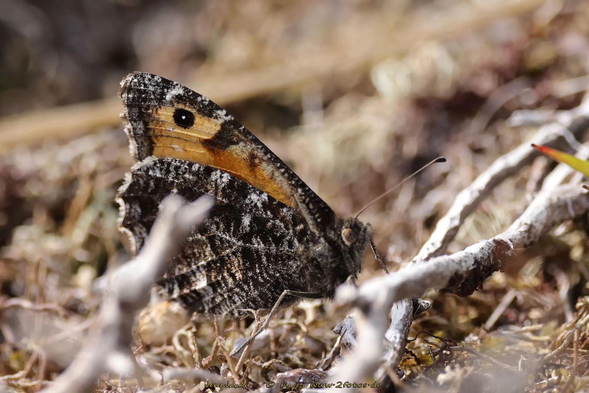 Hipparchia semele 