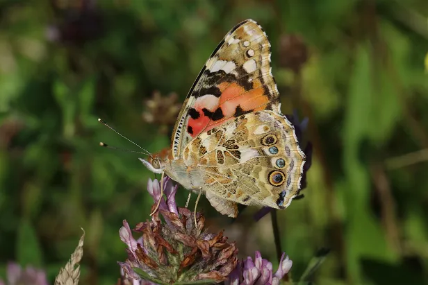 Distelfalter Vanessa cardui