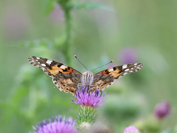 Distelfalter Vanessa cardui