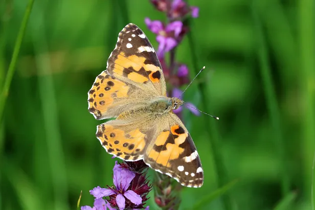 Distelfalter Vanessa cardui