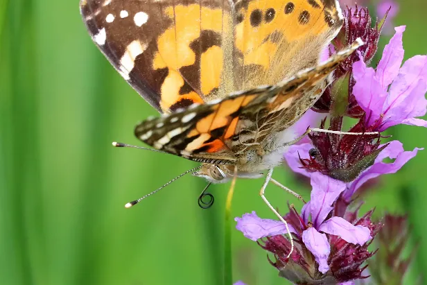 Distelfalter Vanessa cardui