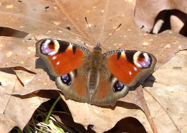 Fleckenfalter (Edelfalter)