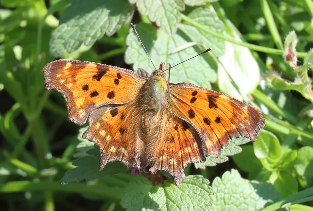 C-Falter Polygonia c-album