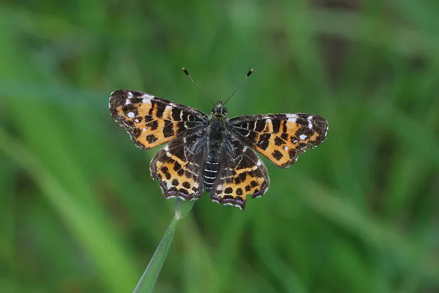 Landkärtchen Araschnia levana