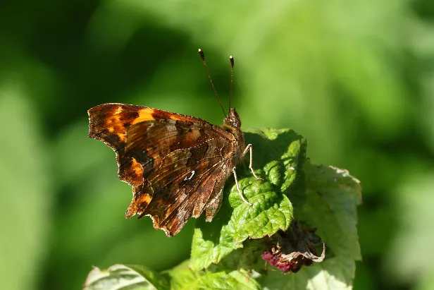 C-Falter Polygonia c-album