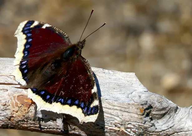 Trauermantel Nymphalis antiopa