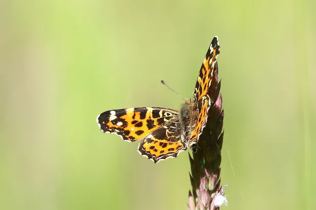 Landkärtchen Araschnia levana