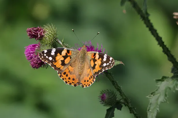 Distelfalter Cynthia cardui