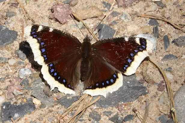 Trauermantel Nymphalis antiopa
