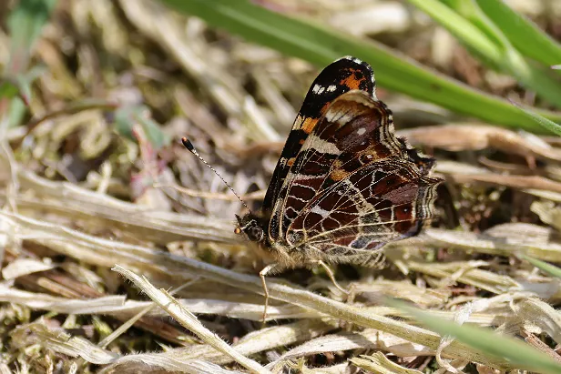 Landkärtchen Araschnia levana