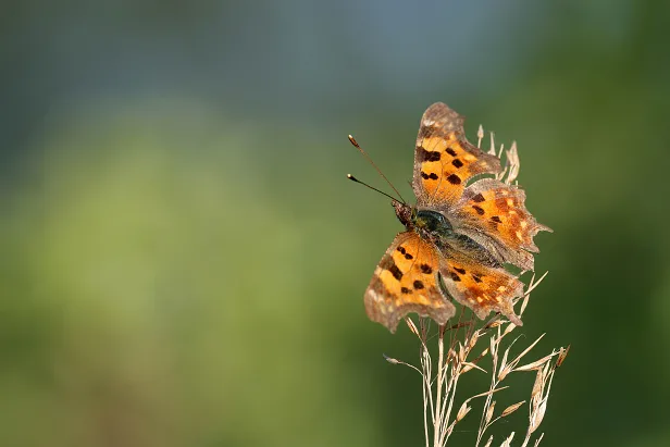 C-Falter Polygonia c-album