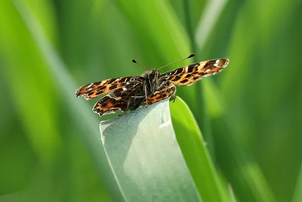 Landkärtchen Araschnia levana