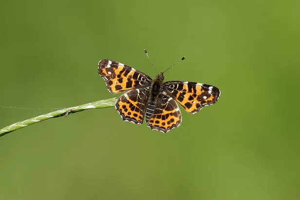 Landkärtchen Araschnia levana