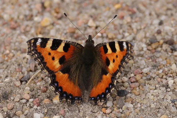 Kleiner Fuchs Aglais urticae