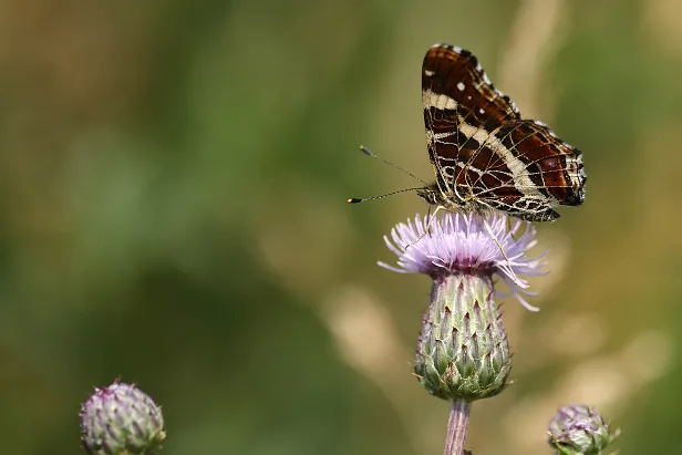 Landkärtchen Araschnia levana