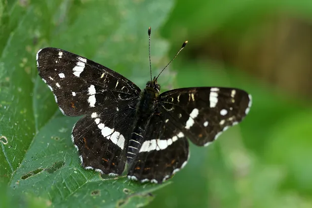 Landkärtchen Araschnia levana