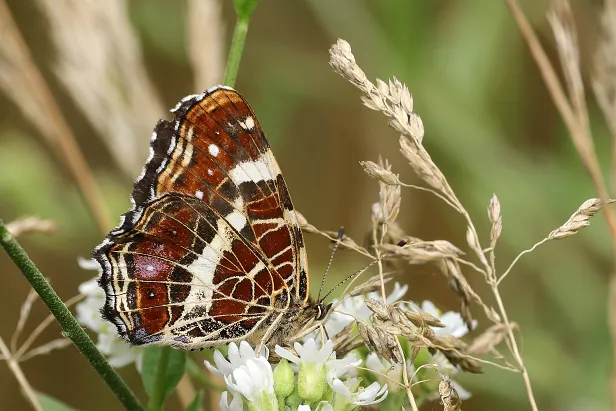 Landkärtchen Araschnia levana