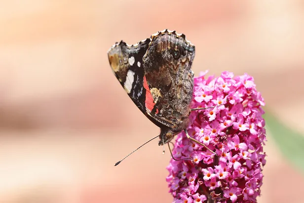 Admiral Vanessa atalanta