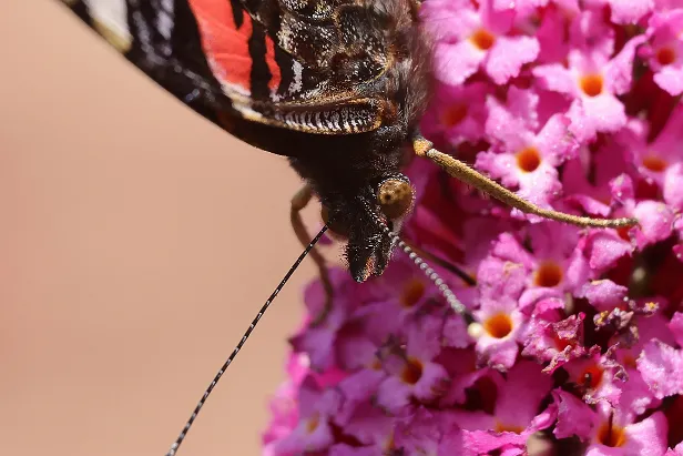 Admiral Vanessa atalanta