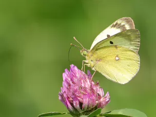 Gelblinge (Weißlinge)