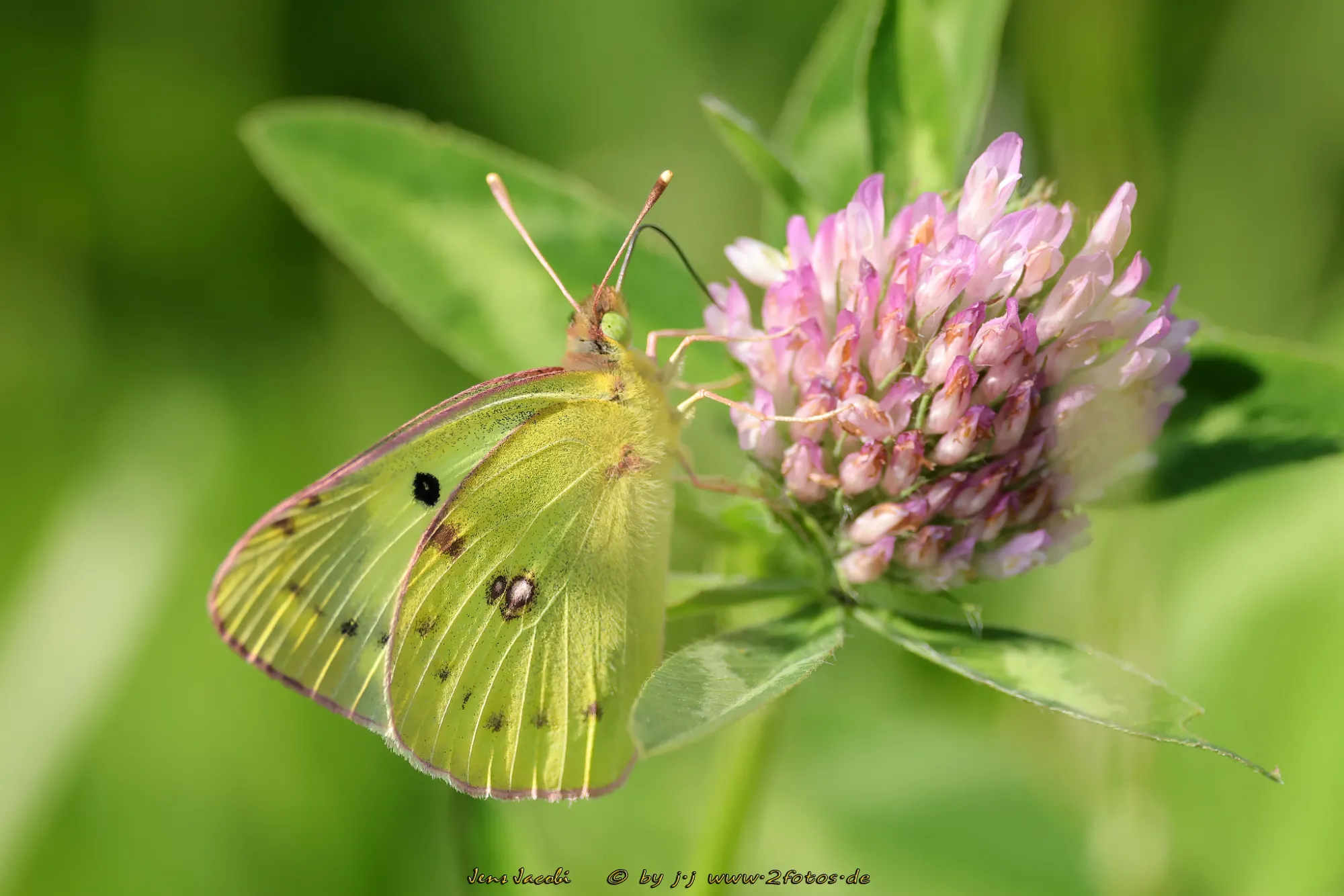 Goldene Acht Colias hyale