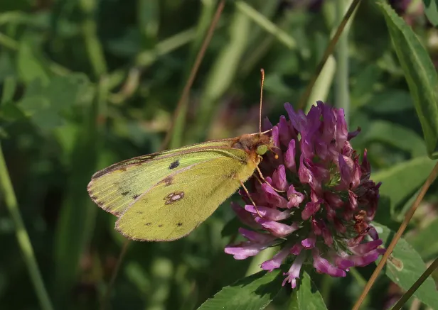 Goldene Acht Colias hyale