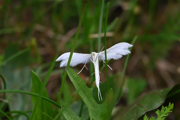 Weiße Winden-Federmotte Pterophorus pentadactyla