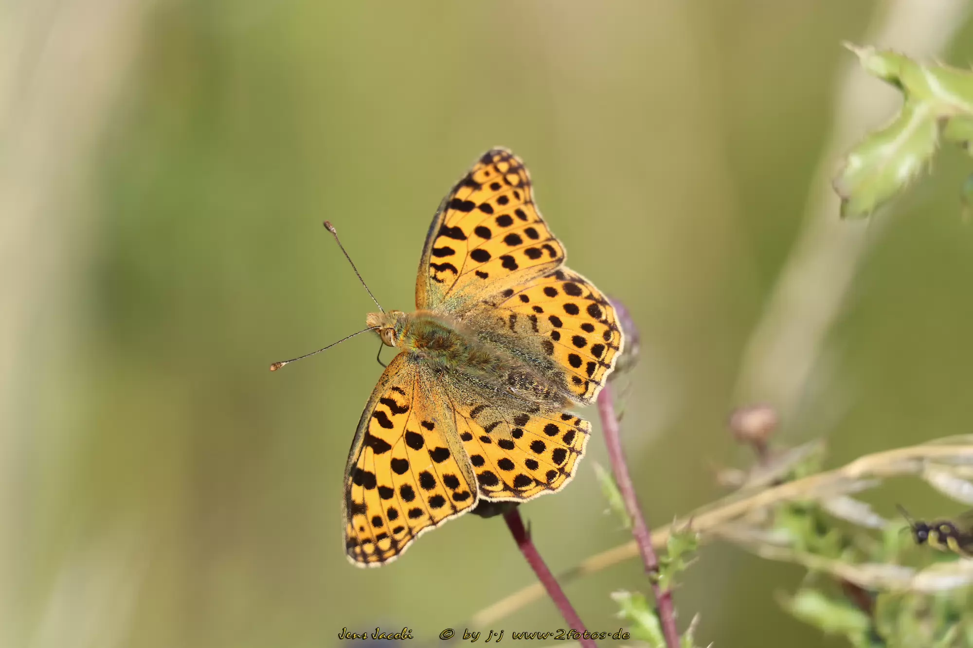 Kleiner Perlmutterfalter Issoria lathonia