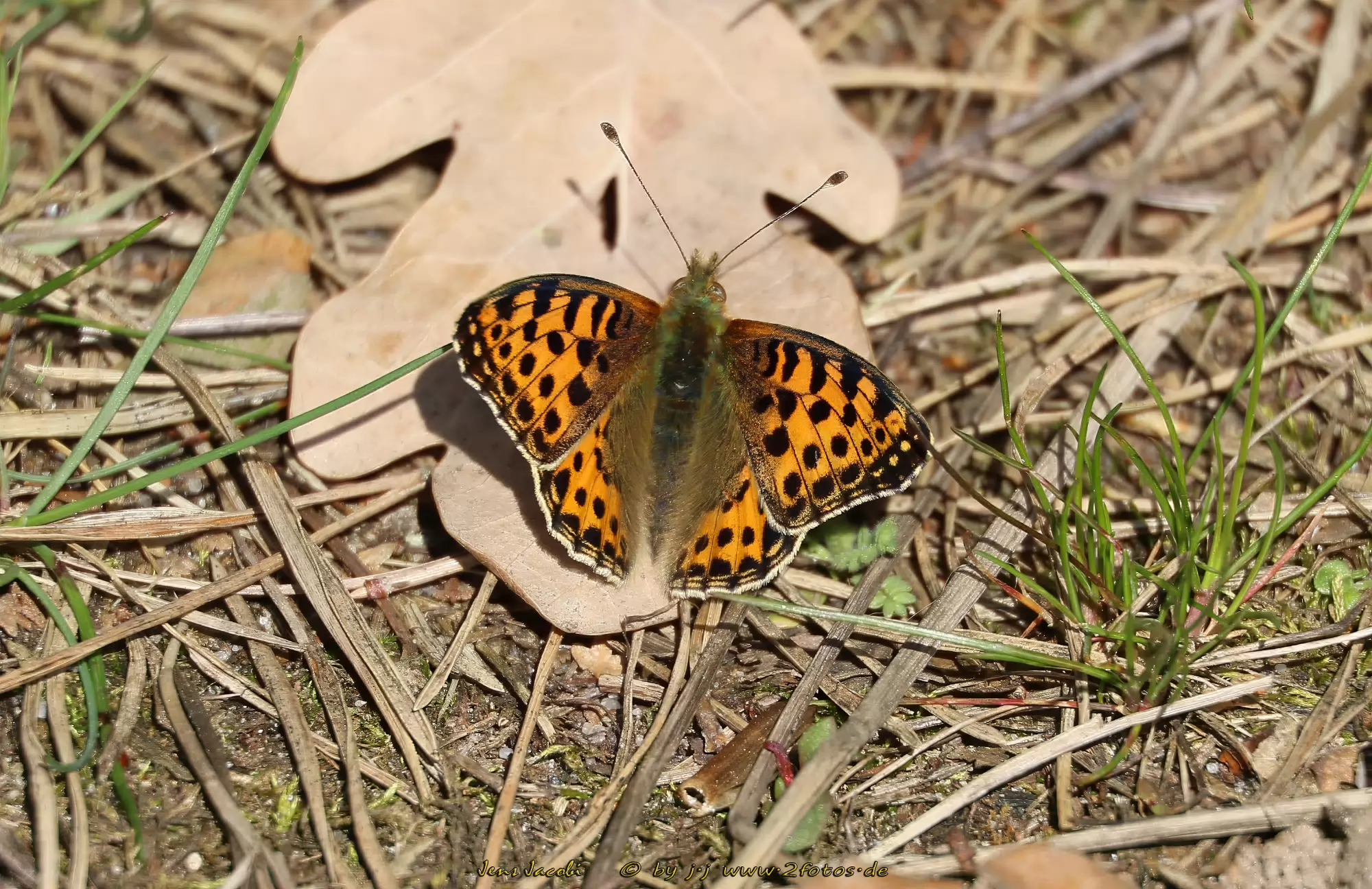 kleiner Perlmutfalter Issoria lathonia