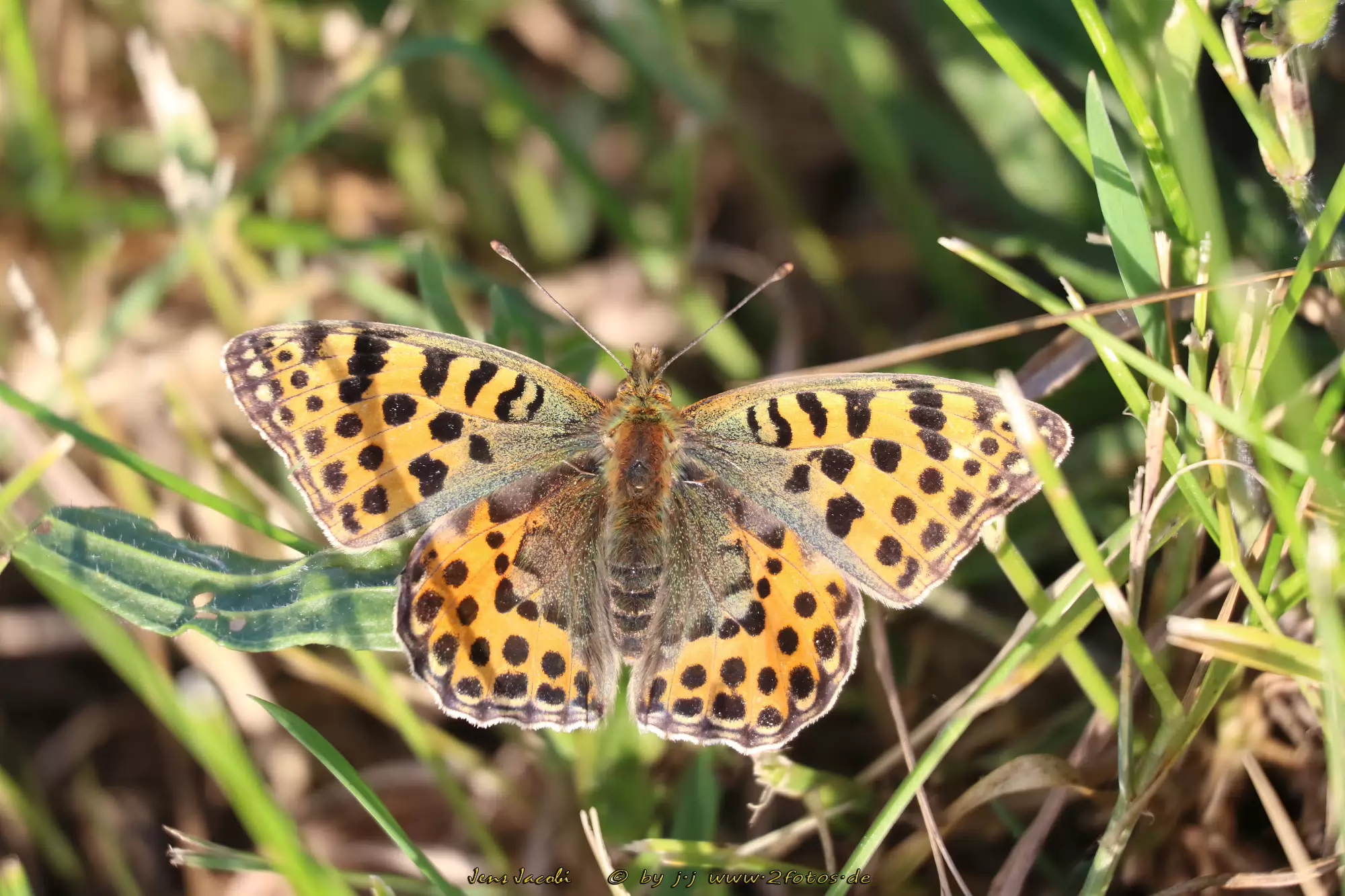 kleiner Perlmutfalter Issoria lathonia,