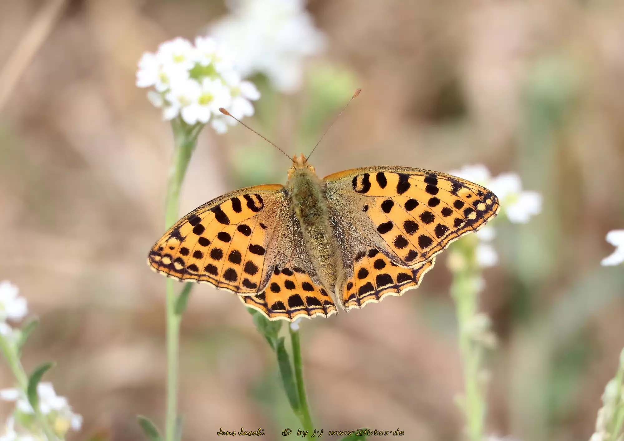 Kleiner Perlmuttfalter Issoria lathonia