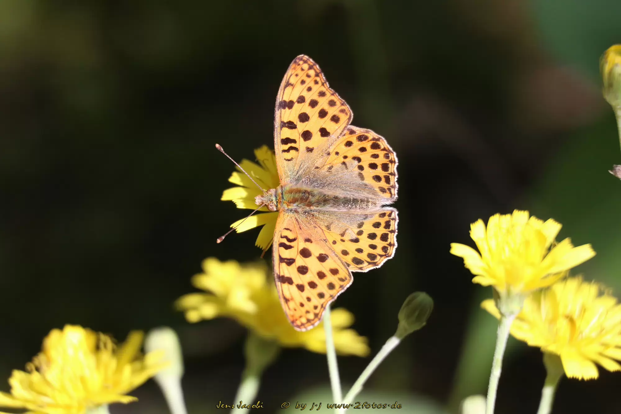Kleiner Perlmutterfalter Issoria lathonia