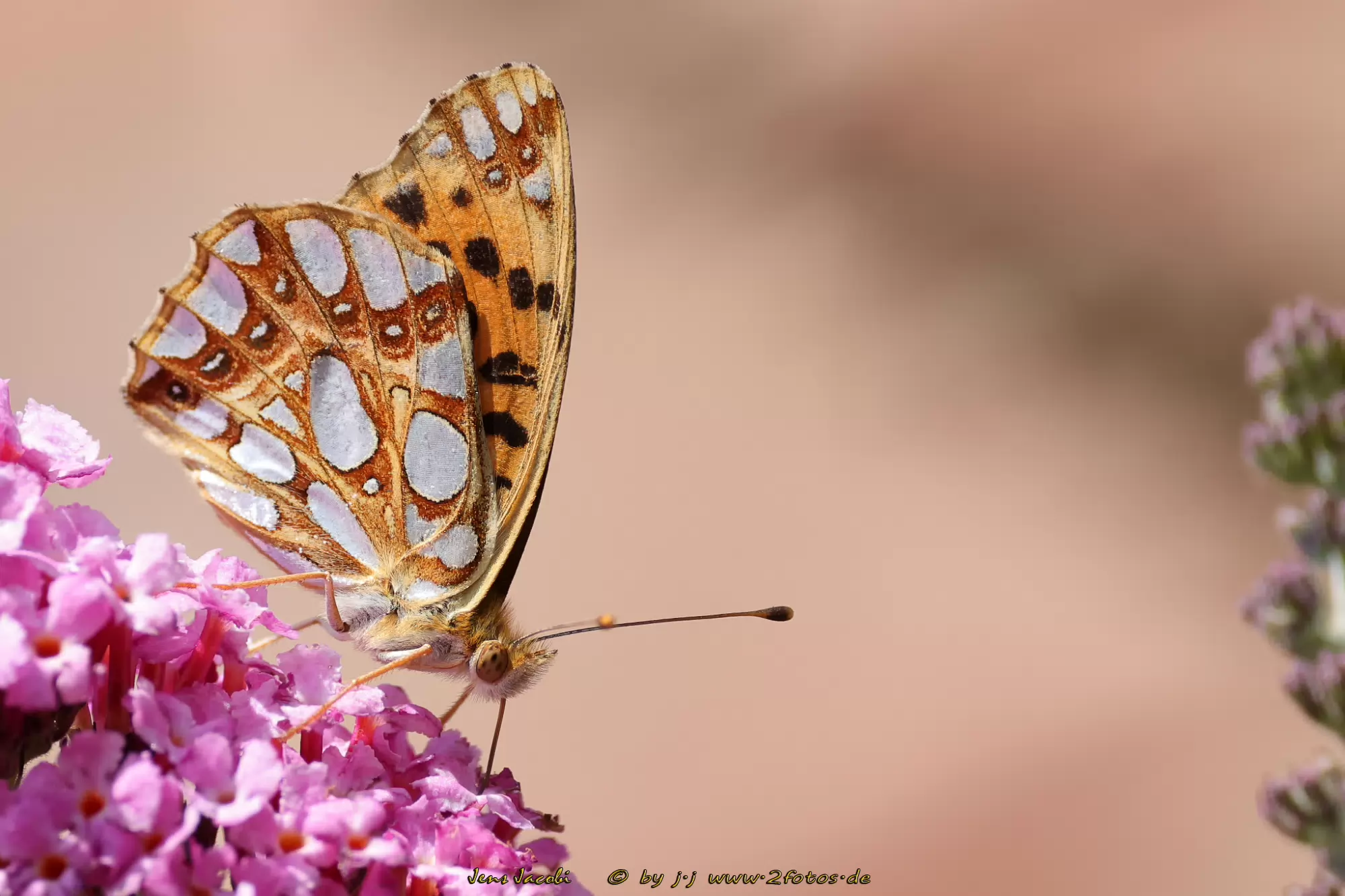 Kleiner Perlmuttfalter Issoria lathonia