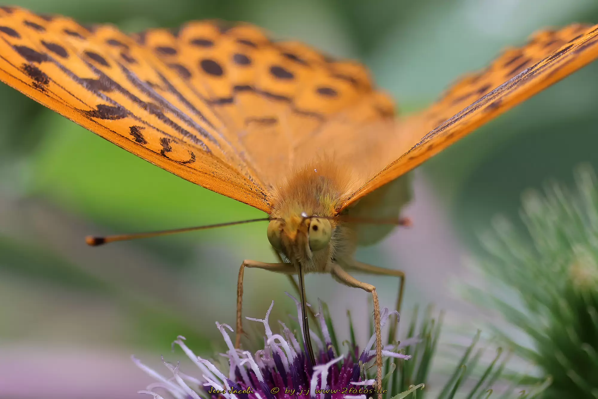 Kaisermantel Argynnis paphia
