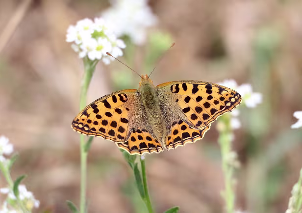 Perlmutfalter (Edelfalter)