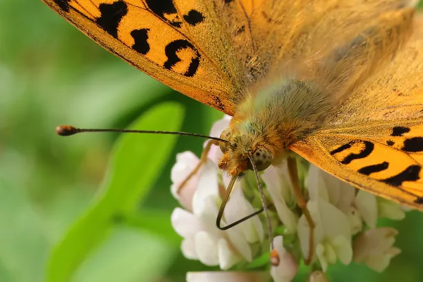 Kleiner Perlmuttfalter Rundwanderweg Pechüle-Felgentreu