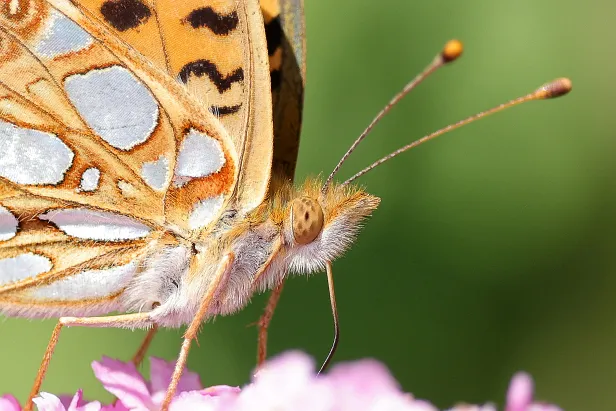 Kleiner Perlmuttfalter Sommerweide