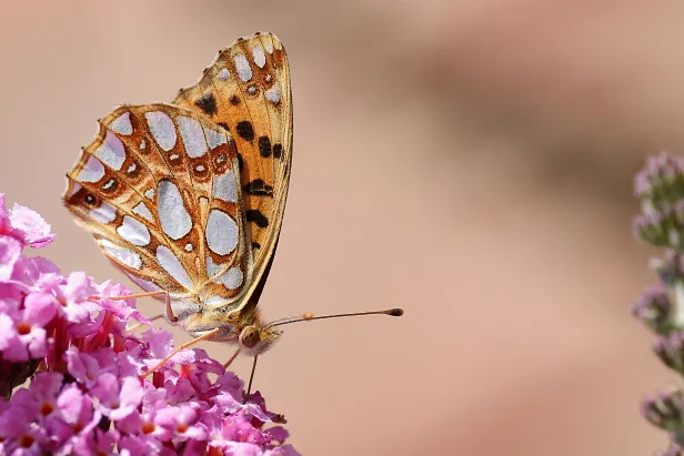 Kleiner Perlmuttfalter Sommerweide