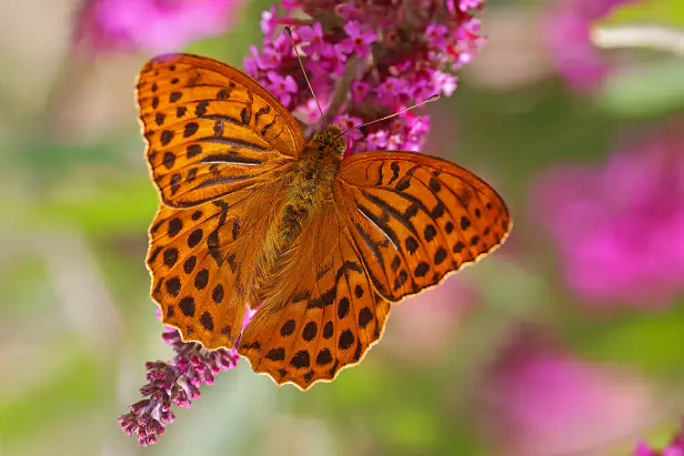 Kaisermantel Sommerweide