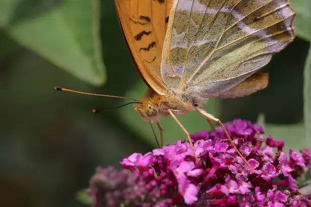Kaisermantel Sommerweide